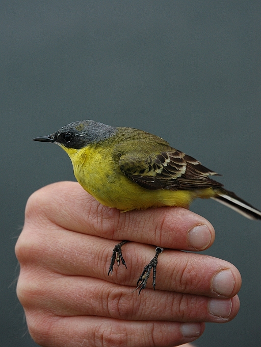 Yellow Wagtail, Sundre 20070531